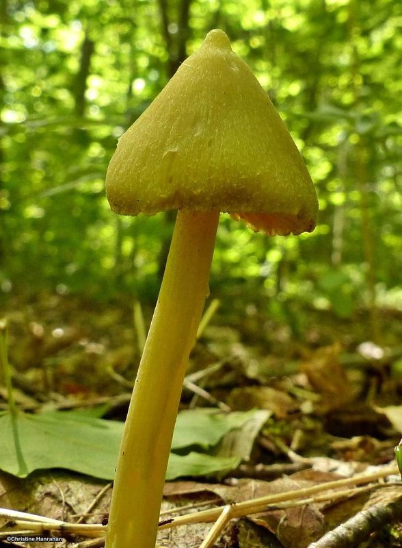 Genus: Entoloma