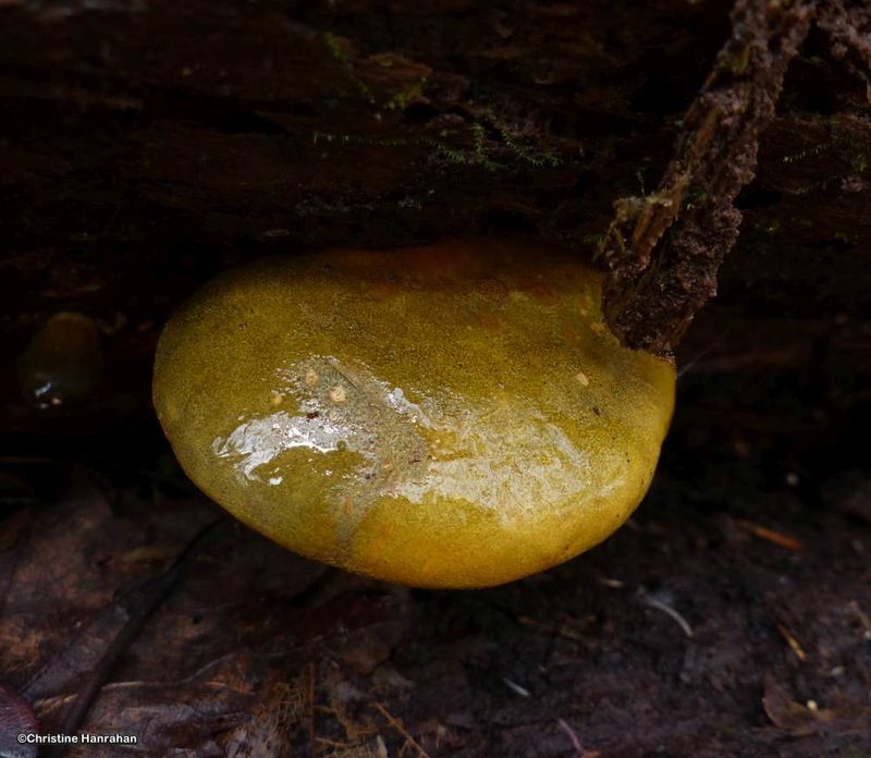 Late oyster mushroom (Sarcomyxa serotina)