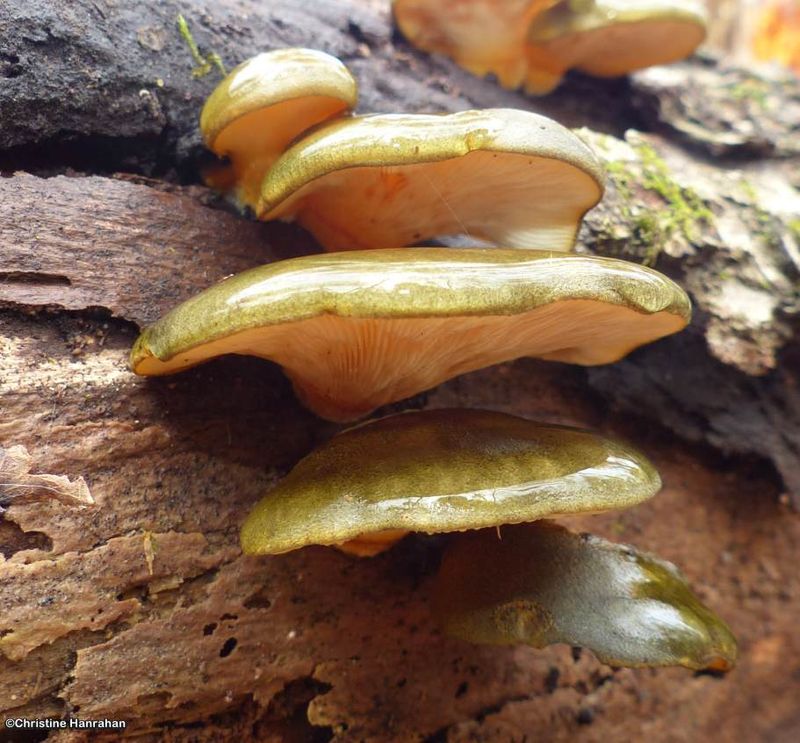 Late oyster mushroom (Sarcomyxa serotina)