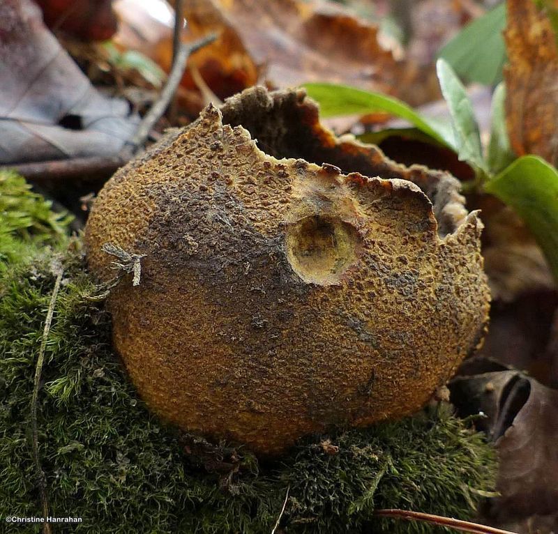 Common earthball (Scleroderma citrinum)