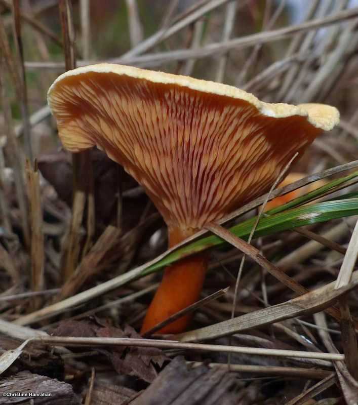 False chanterelle (Hygrophoropsis aurantiaca)