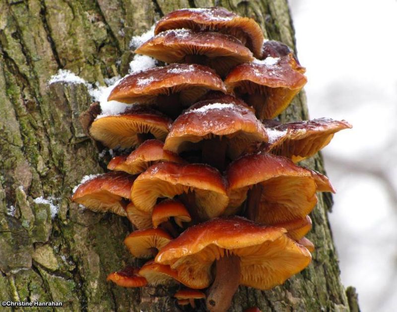 Mushroom (Flammulina)