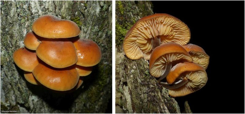 Mushroom (Flammulina)