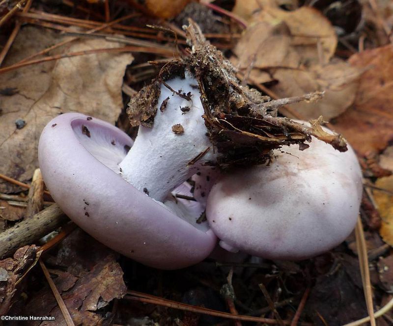 Blewits (Lepista)