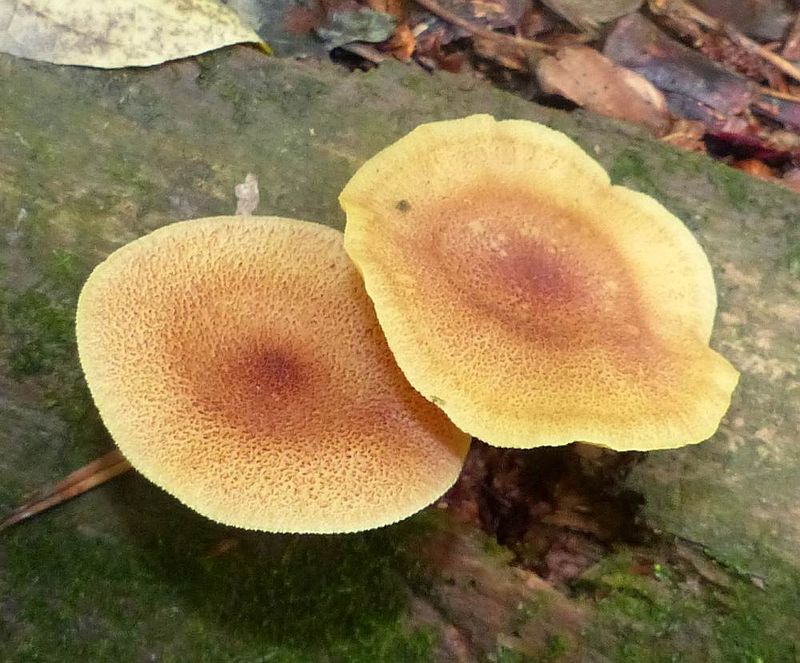 Decorated mop  (Tricholomopsis decora)