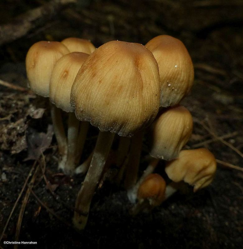 Mushrooms (Coprinellus)