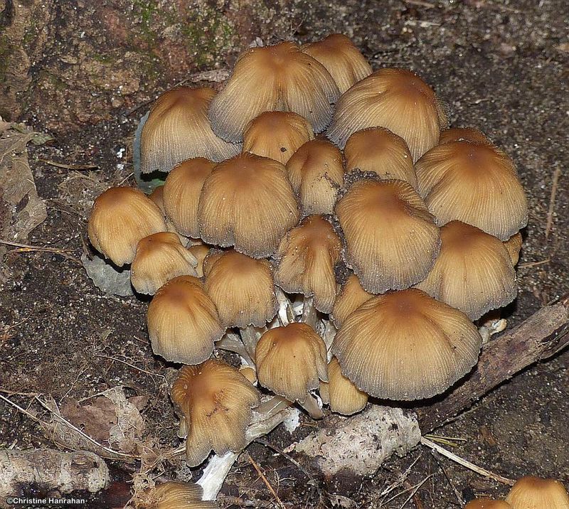 Mushrooms (Coprinellus)