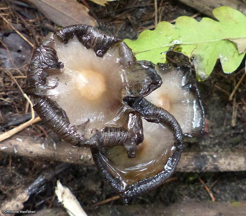 Inky cap (Coprinopsis)