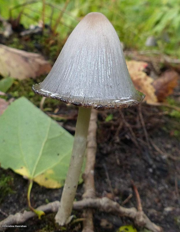 Family: Psathyrellaceae;  Genus: Coprinellus