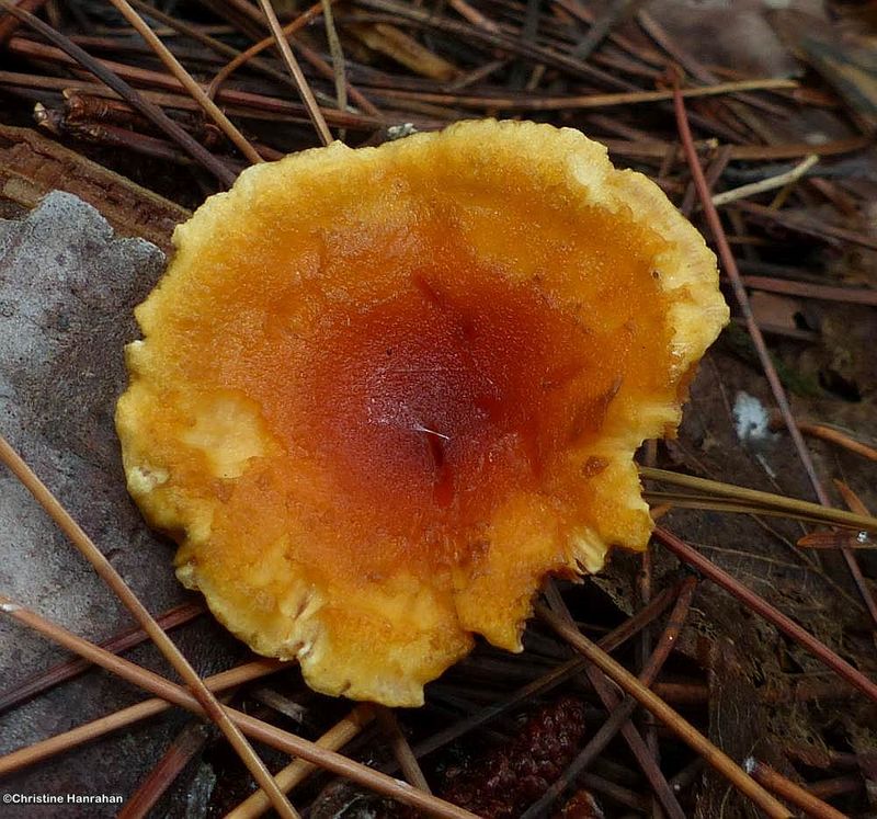 Family: Hygrophoropsidaceae;  Genus: Hygrophoropsis