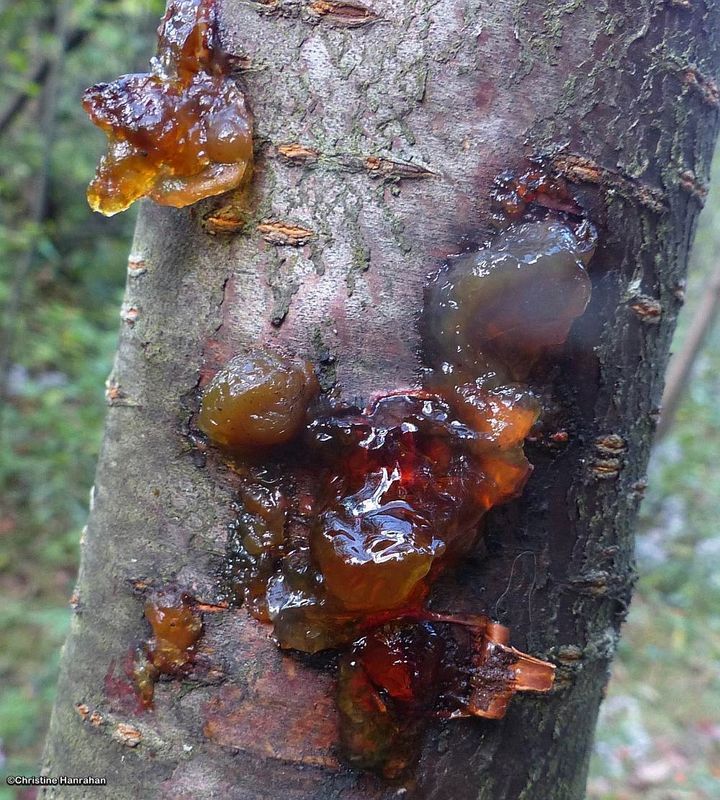 Order: Auriculariales; Genus:  Exidia