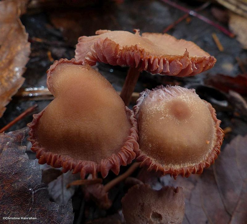 Family: Hydnangiaceae; Genus: Laccaria