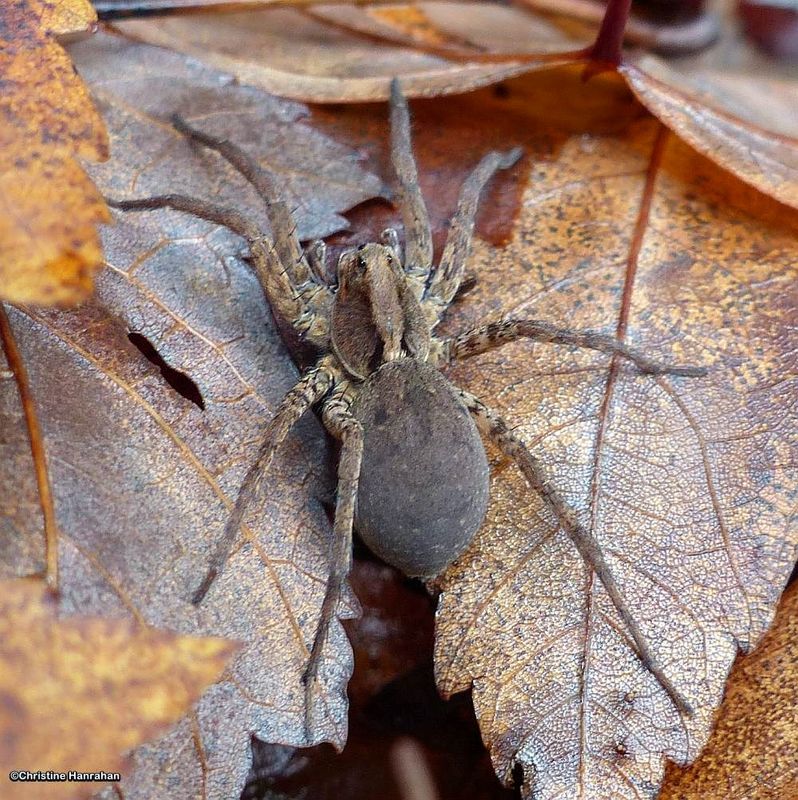 Drumming wolf spider (Gladicosa gulosa)