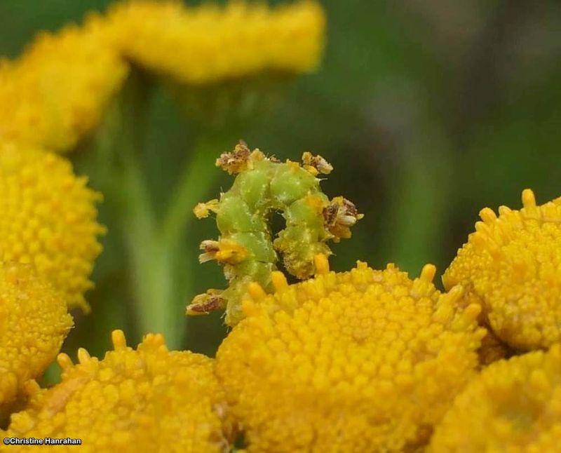 Camouflaged looper caterpillar (Synchlora aerata), #7058