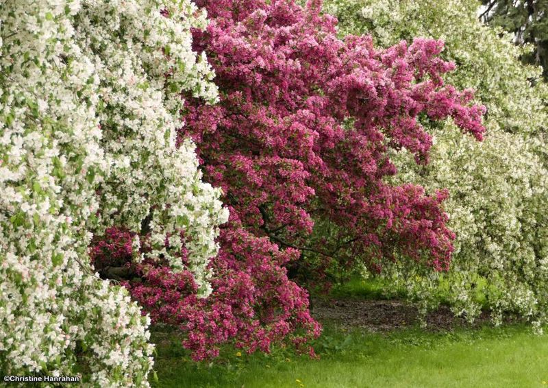 Spring blossoms