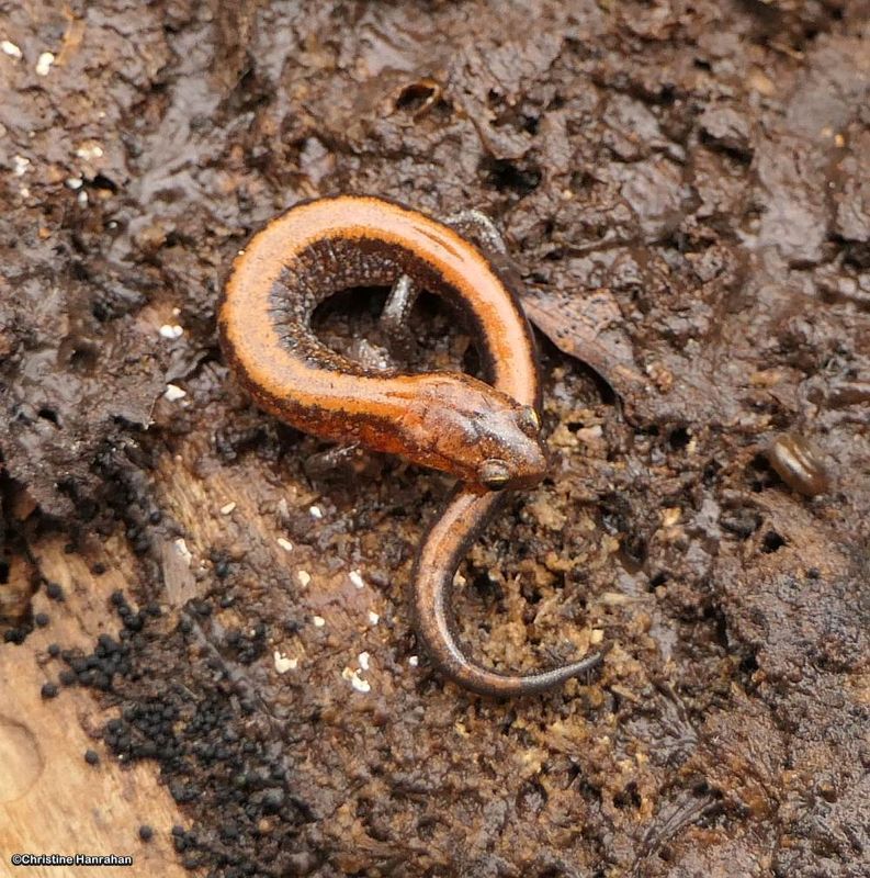 Eastern red-backed salamander (Plethodon cinereus)