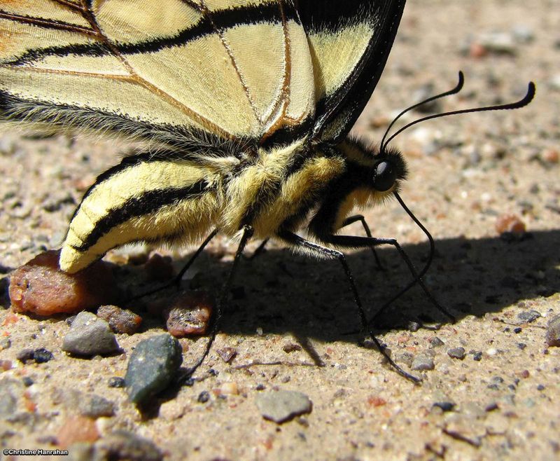 Eastern Tiger Swallowtail