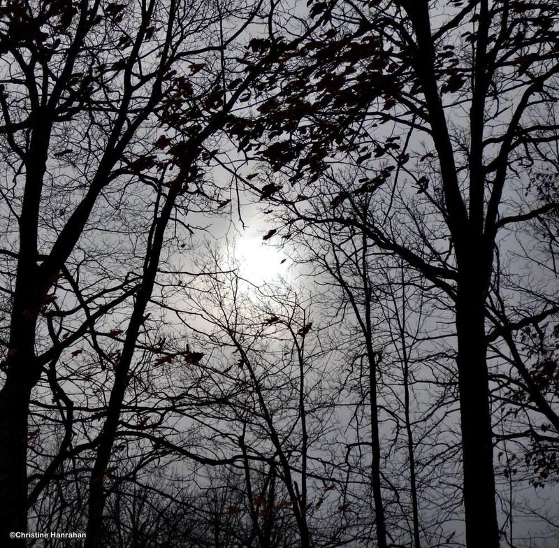 Pale sun