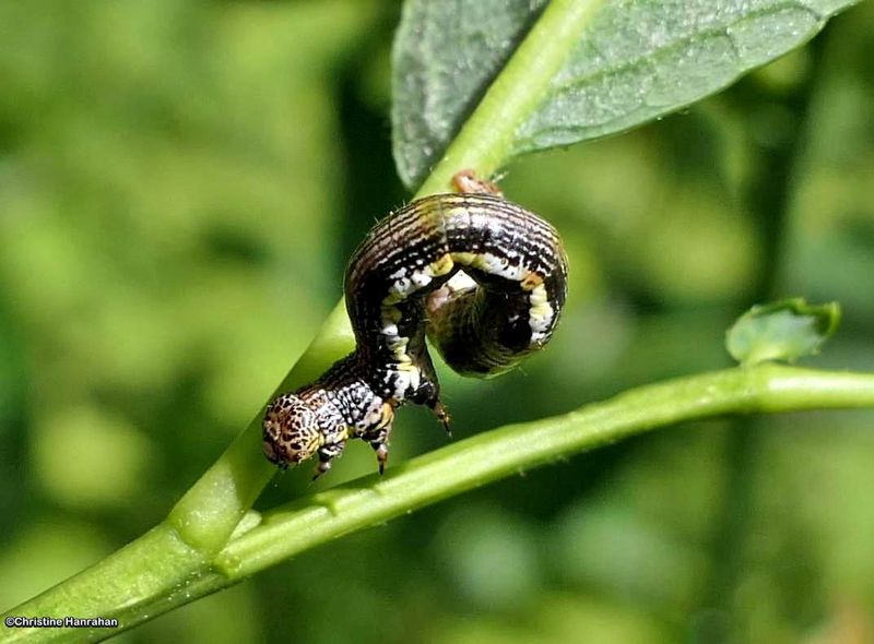 Geometrid moth caterpillar
