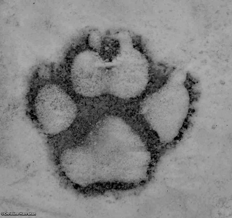 Big Foot