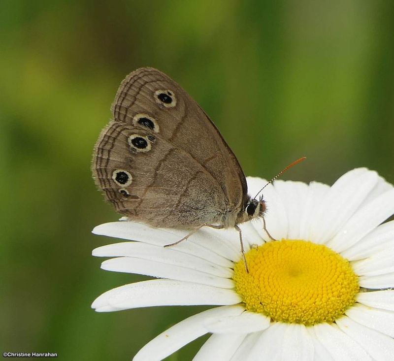 Ringlets, Satyrs, Browns, etc. (Family:Nymphalids: Subfamily Satyrinae)