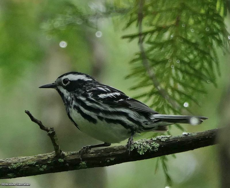 Black-and-white warbler