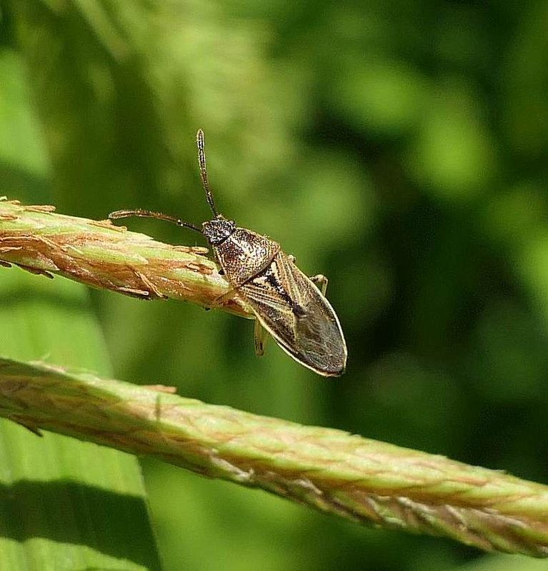 True Bugs  (Family: Pachygronthidae)