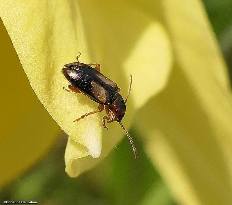 Ravenous Leaf Beetle (Family: Orsodacnidae)