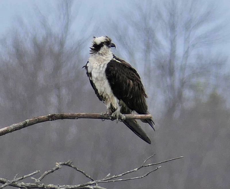 Osprey