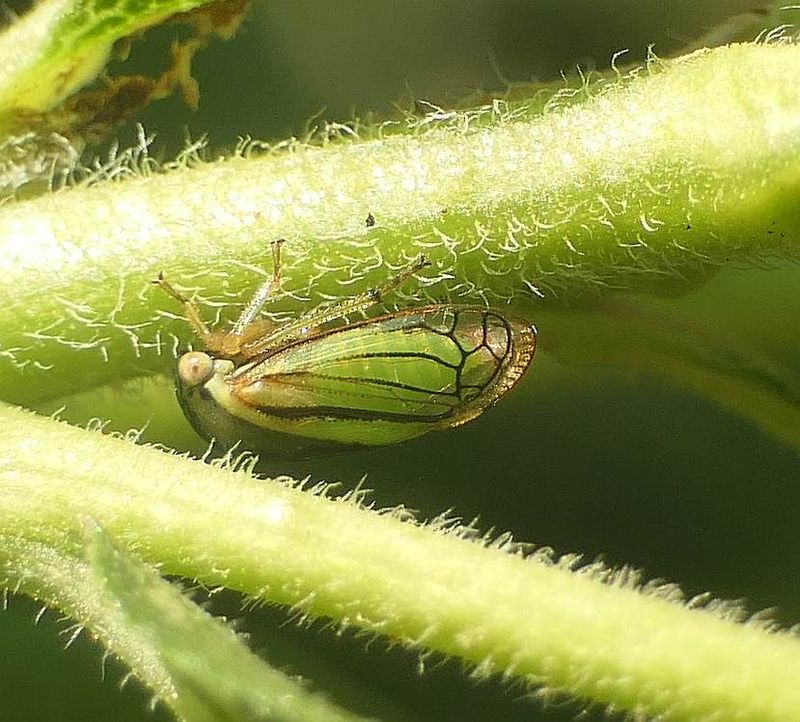 Treehoppers (Genus: Acutalis)