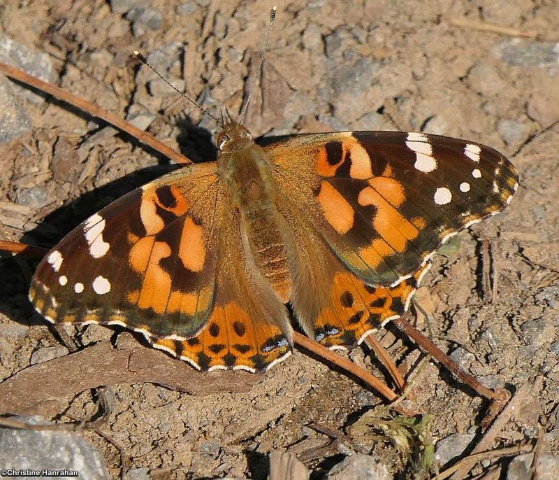 The Ladies: American Lady and Painted Lady (Vanessa virginiensis and Vanessa cardui)
