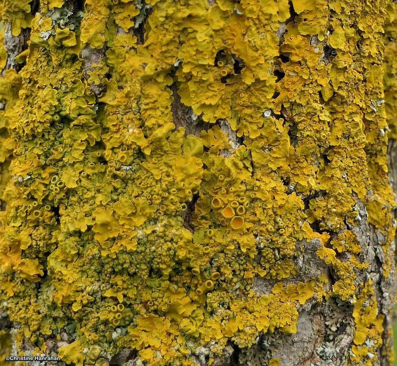 Common sunburst lichen (Xanthoria parietina)