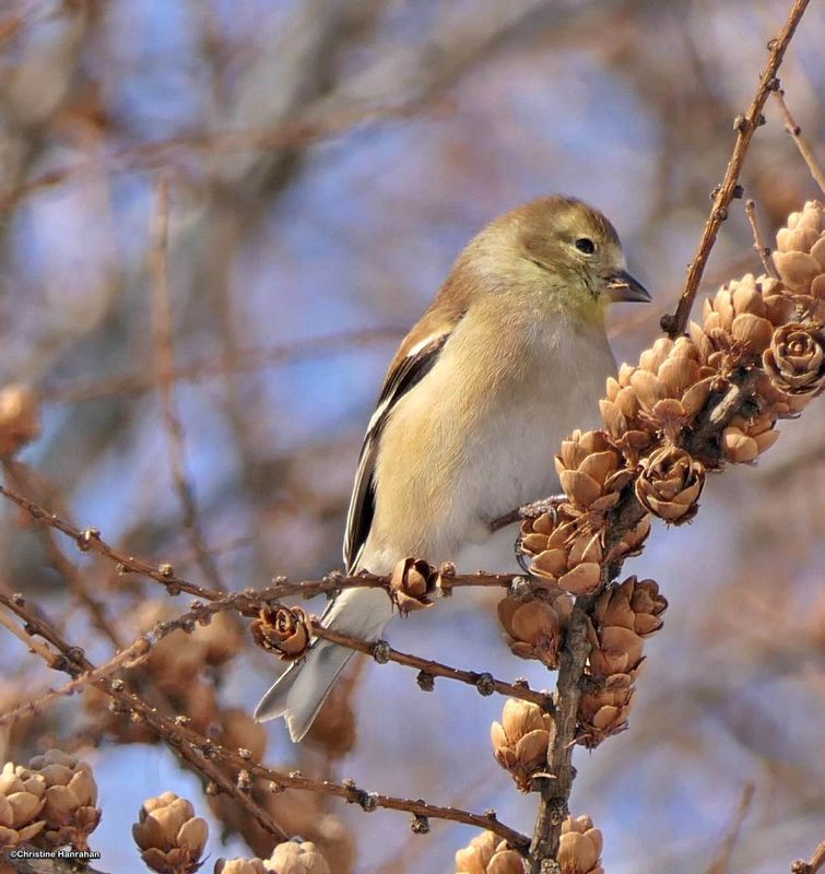 American goldfinch