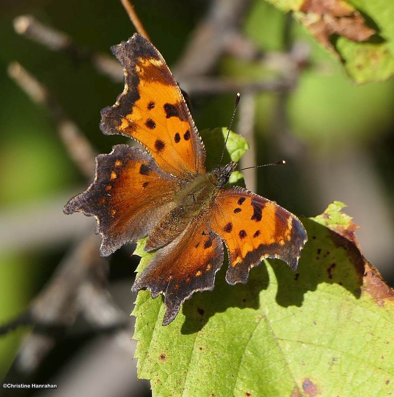 Gray comma butterfly (Polygonia progne)