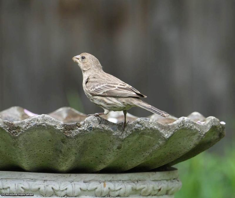 Finches
