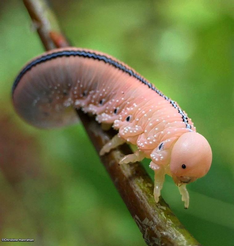 Elm sawfly