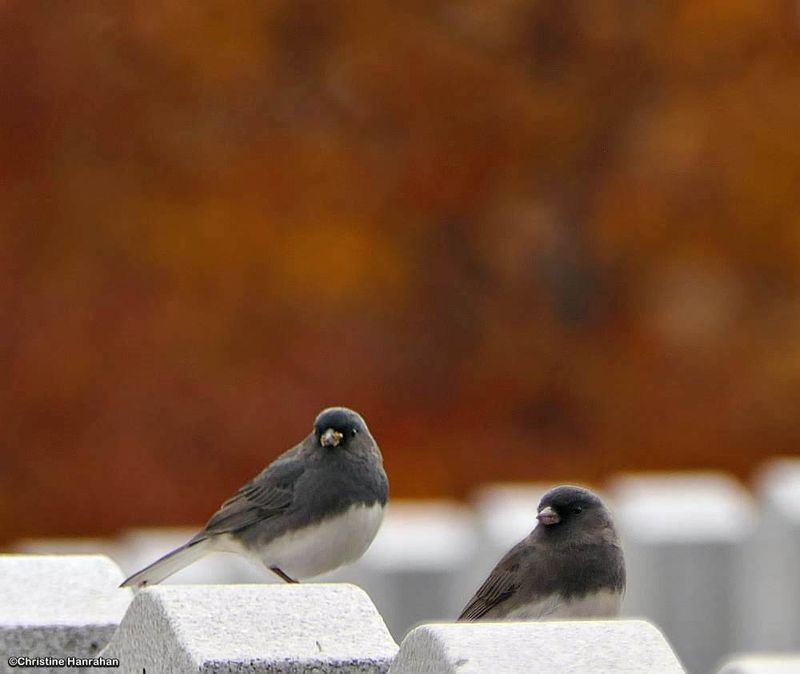 Dark-eyed juncos