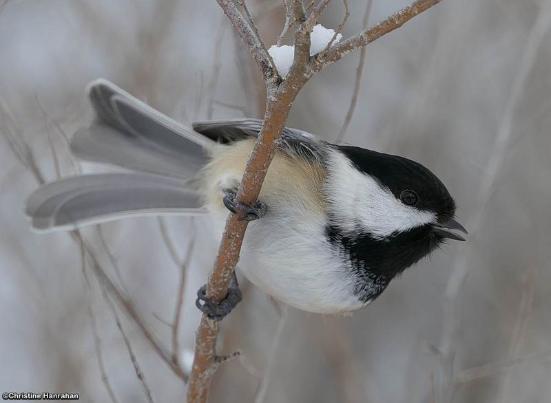 Black-capped Chickadees
