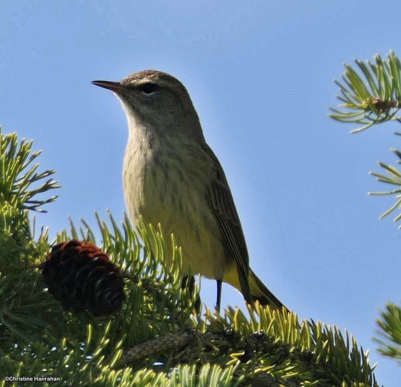 Palm warbler