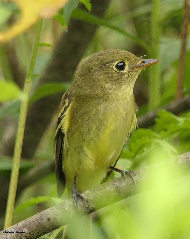 Flycatchers