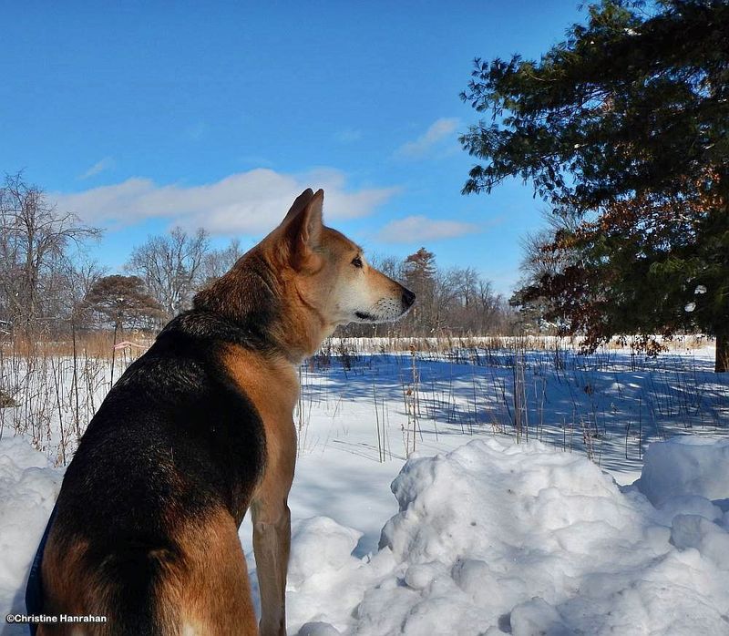 Surveying the snow