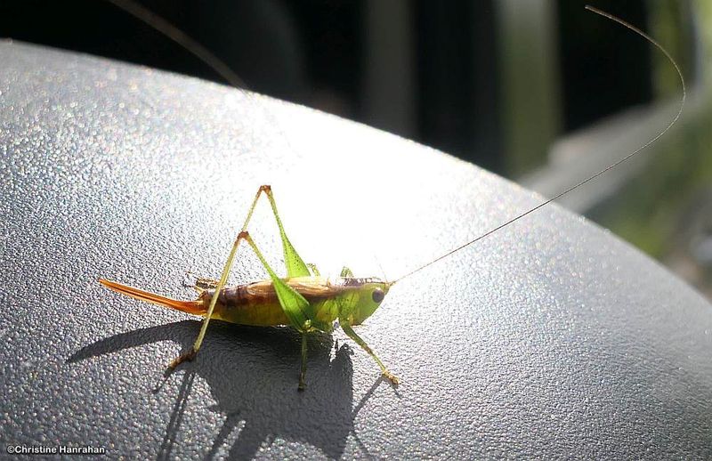 Grasshoppers, Katydids and Crickets (Orthoptera)