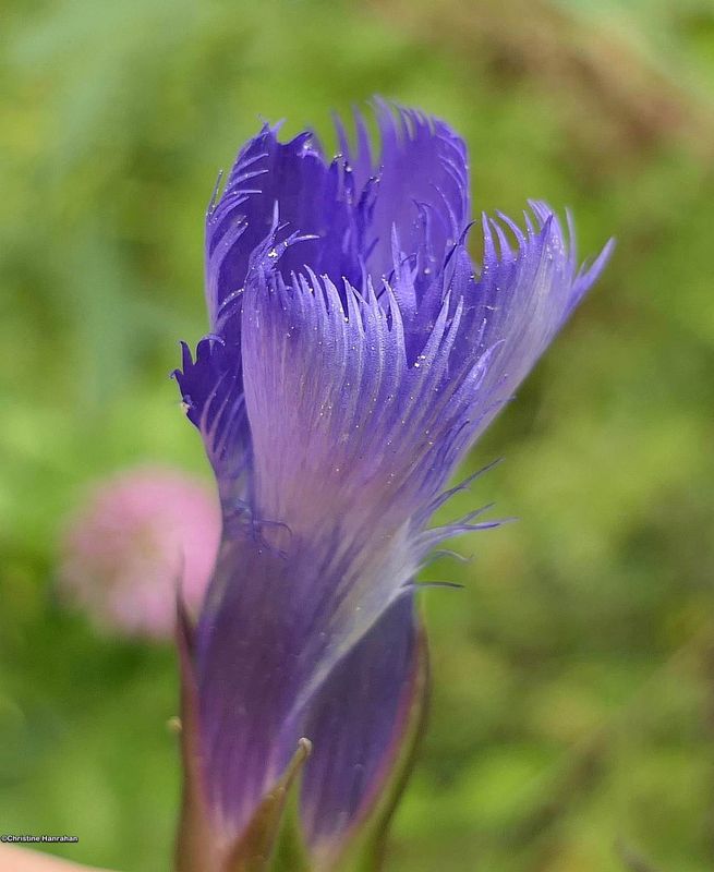 Gentians (Gentiana)