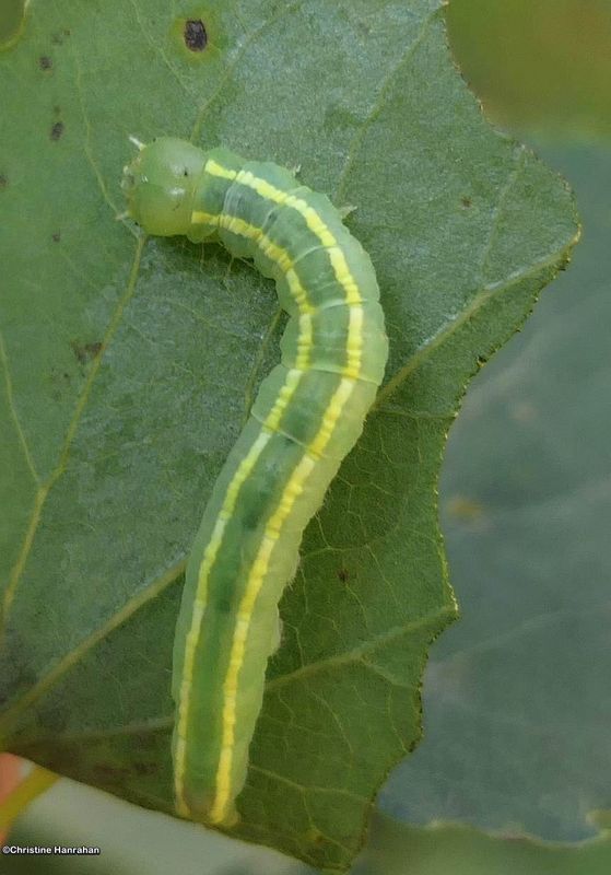Common gluphisia moth caterpillar (Gluphisia septentrionis), #7931