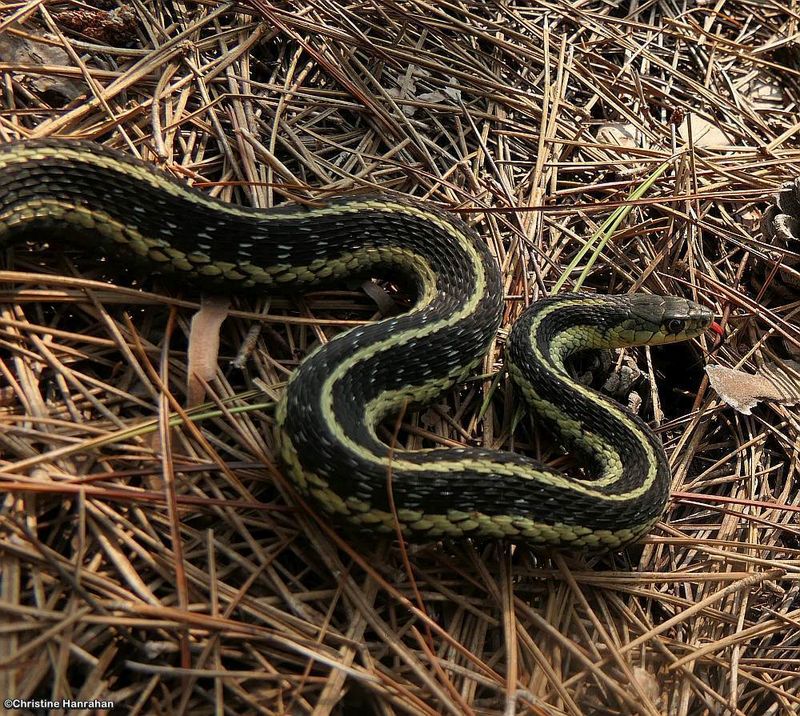 Garter snake (Thamnophis sirtalis)