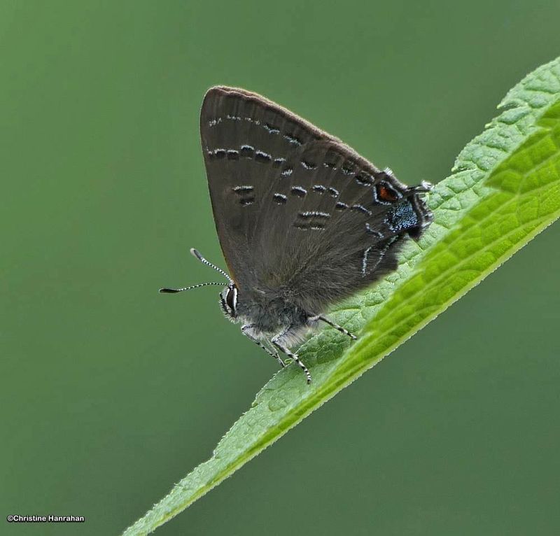 Banded hairstreak butterfly (Satyrium calanus)
