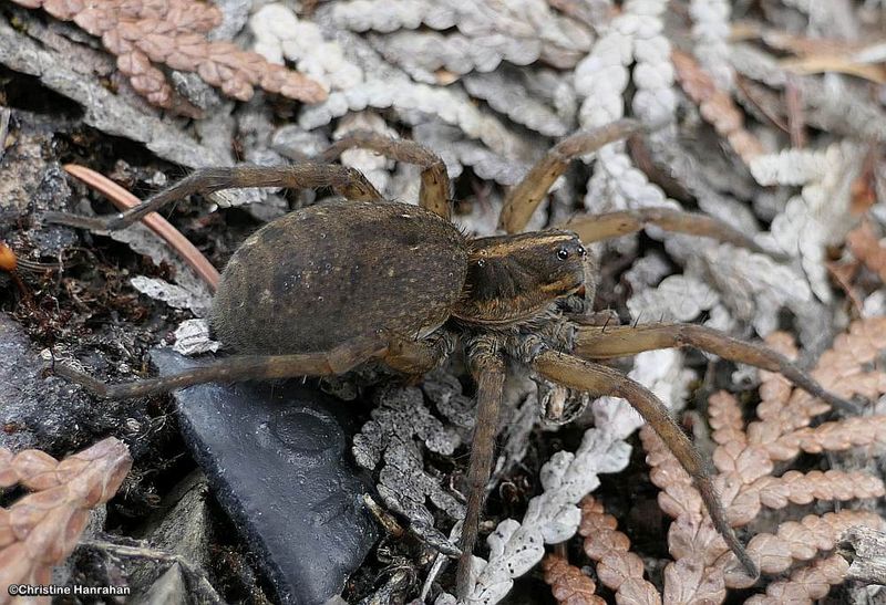 Wolf Spiders (Family: Lycosidae)