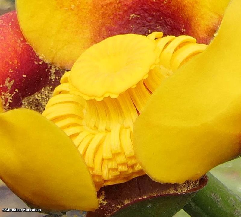 Yellow pond lily (Nuphar variegata)
