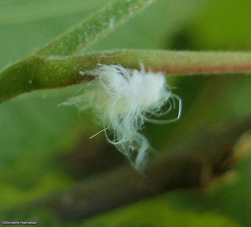 Jumping Plant Lice  Family: Psyllidae