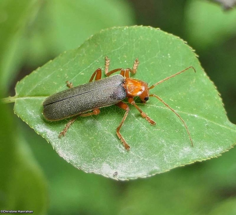 Soldier beetle (Pacificanthia rotundicollis)